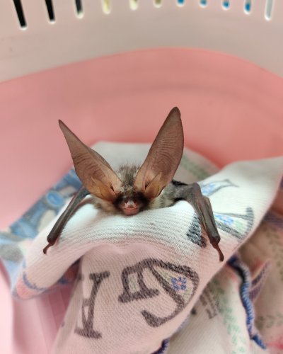 Photo post from valewildlifehospital.