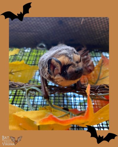 Photo post from batconservation_resq_va.