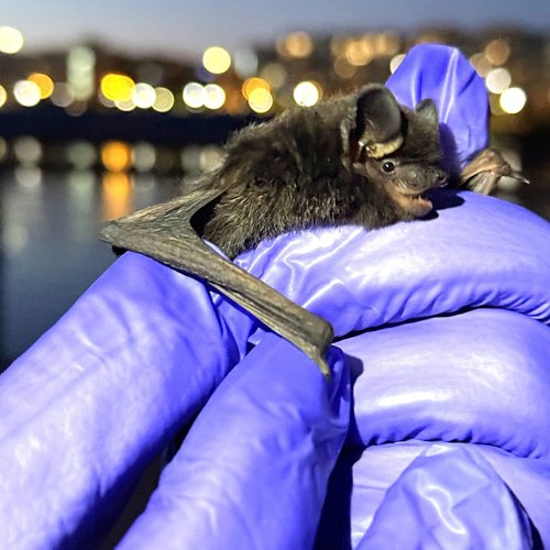 Carousel post from newjerseyfishandwildlife.
