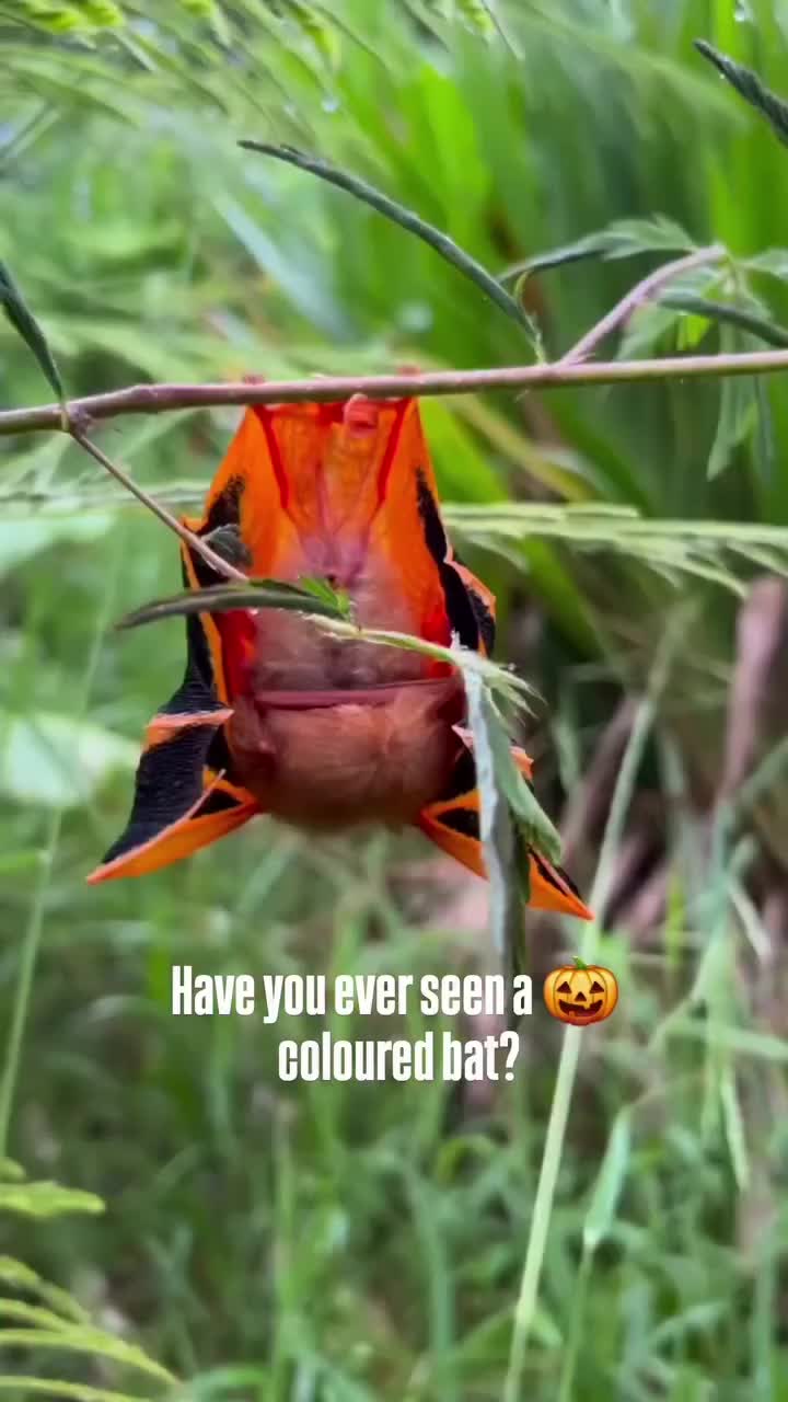 Video post from becatambellini.