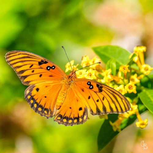 Photo post from texas_pixels.