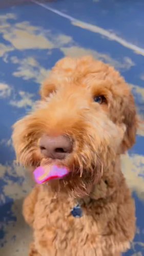 Video post from k9playtimedoggydaycare.