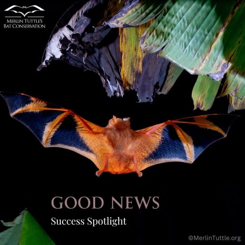 Photo post from merlintuttlesbats.