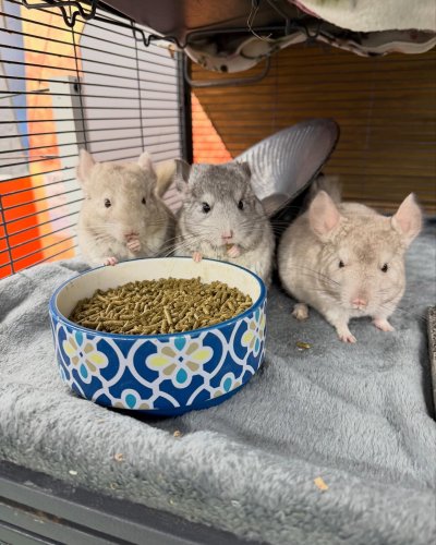 Photo post from njexoticpets.