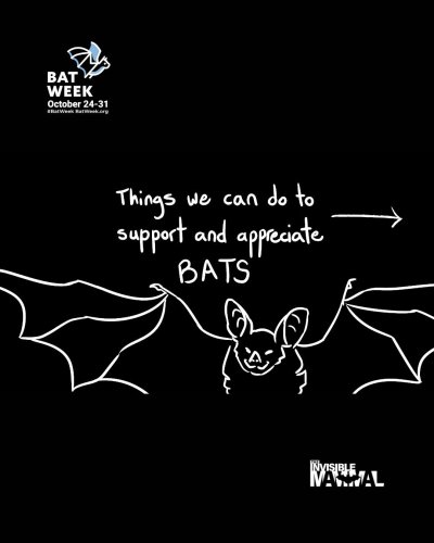 Carousel post from theinvisiblemammal.