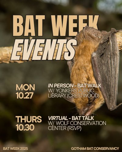 Carousel post from gothambatconservancy.