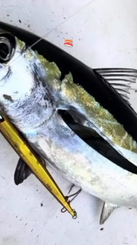 Video post from ejs_fishing_charters.