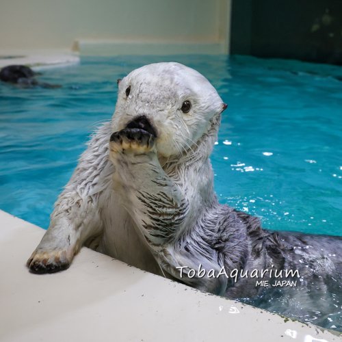 鳥羽水族館 公式サイト