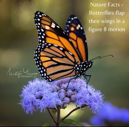 Photo post from mistyyoungphoto.