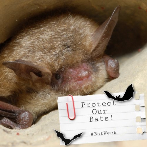 Photo post from innerspacecavern.