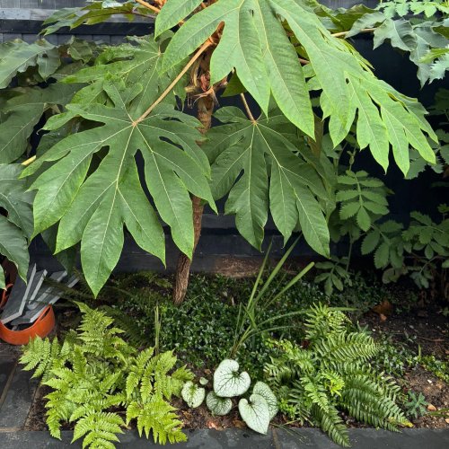 Photo post from gardenhousebrighton.