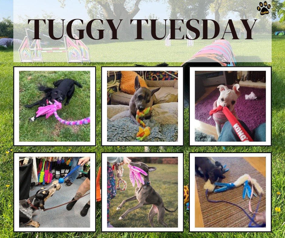 Photo post from pawstrading.