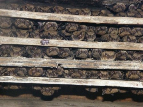 Photo post from trca_hq.