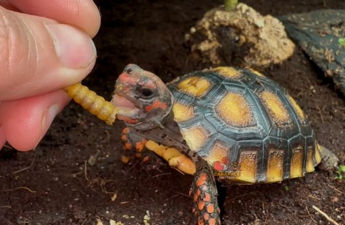 Photo post from carapacecritters.