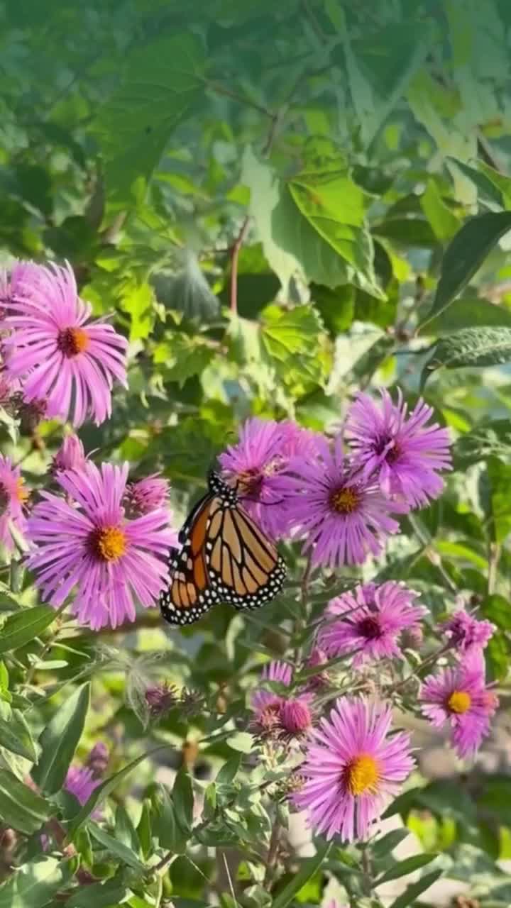 Video post from gardenforwildlife.