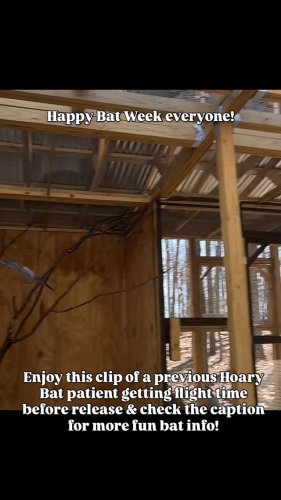 Video post from blueridgewildlifectr.