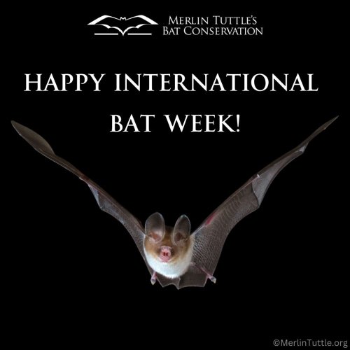 Carousel post from merlintuttlesbats.