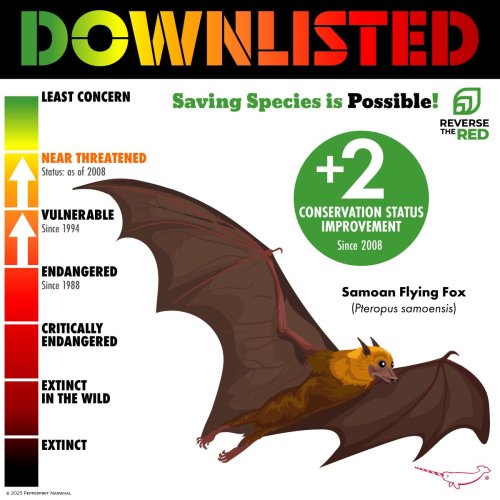 Photo post from peppermintnarwhal.