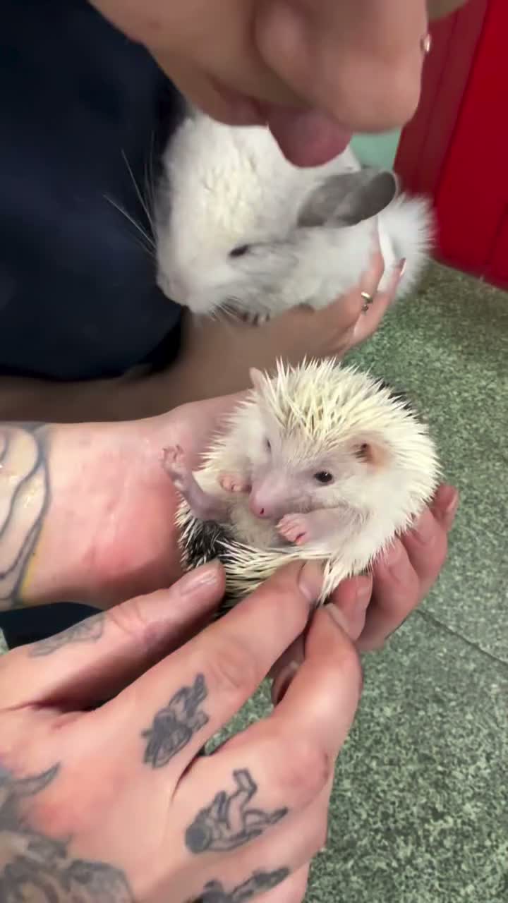 Video post from njexoticpets.