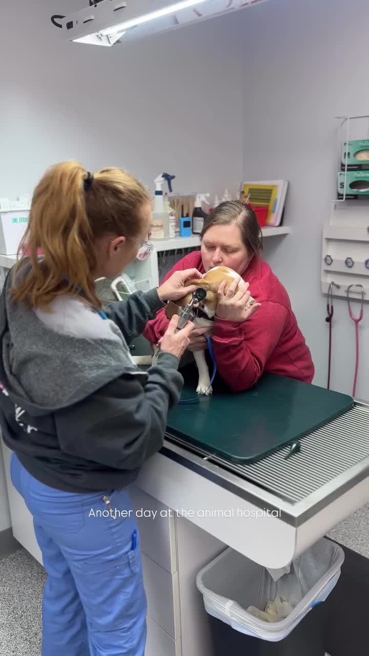 Video post from familyanimalhospitalcm.