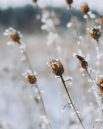 Photo post from pollinate_the_blue_mountains.