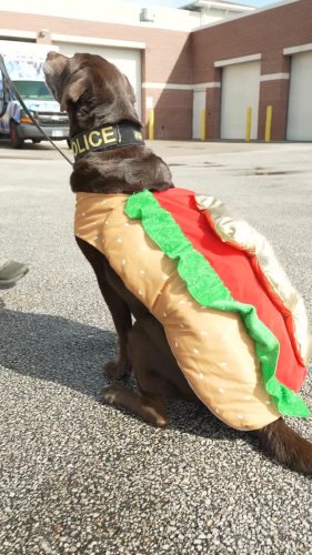 Video post from daytonabeachpolice.