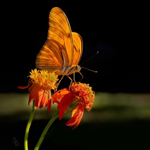 Photo post from texas_pixels.