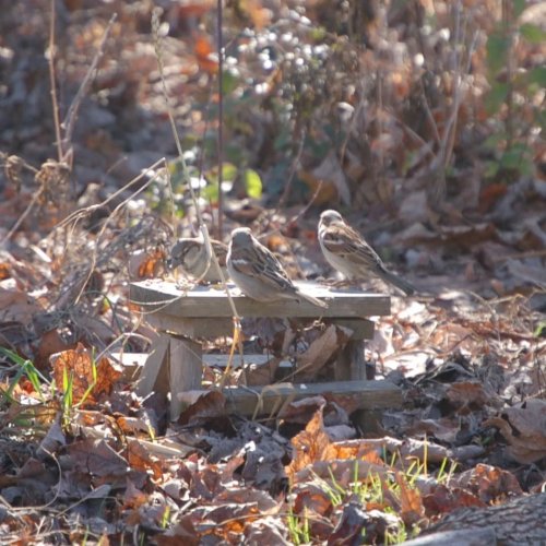 Photo post from thebeeandbee042608.