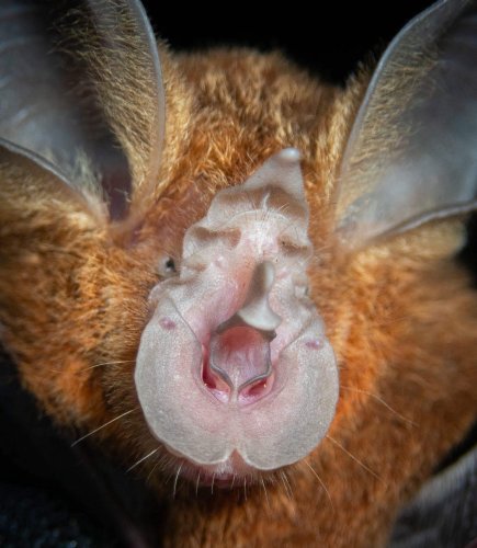 Photo post from hombremurcielagodemexico.