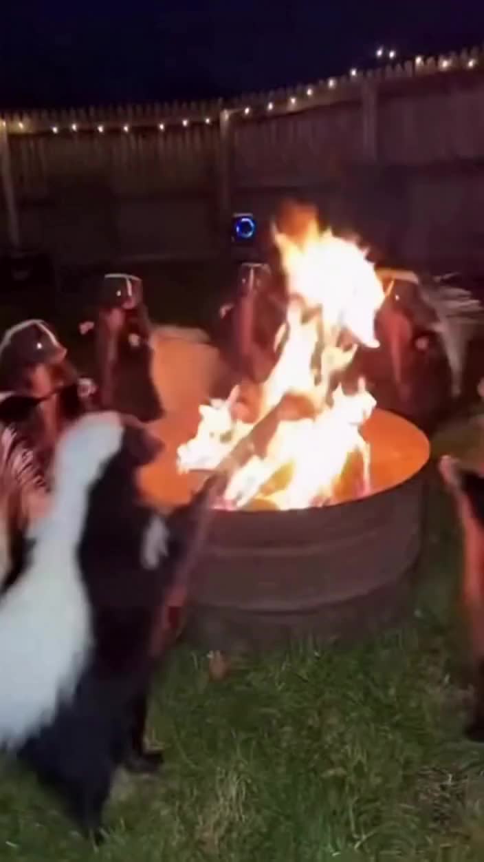 Video post from njexoticpets.