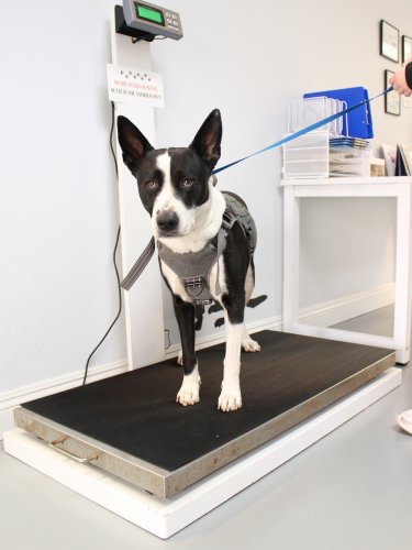 Photo post from familyanimalhospitalcm.