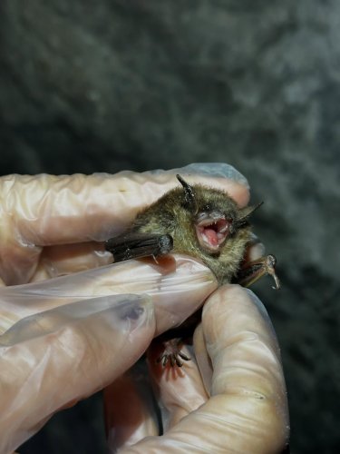 Carousel post from wildlifenj.