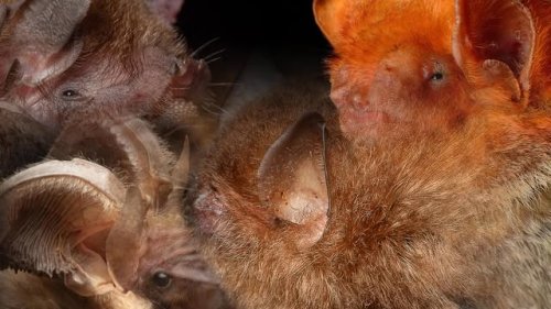 Video post from murcisemana_oficial.