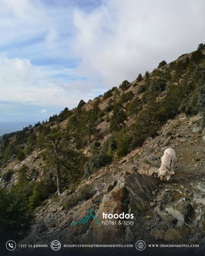 Photo post from troodoshotel.