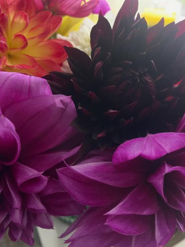 Carousel post from myallotmentatnewport.