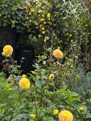 Photo post from gardenhousebrighton.