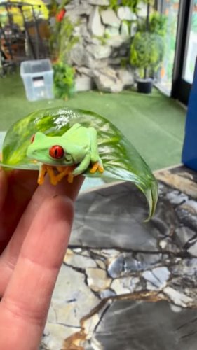 Video post from njexoticpets.