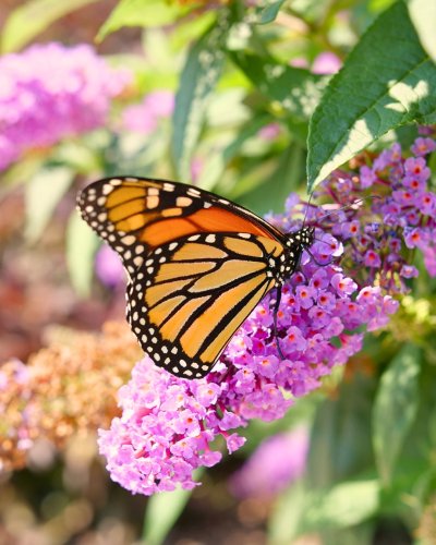 Carousel post from provenwinnersdirect.