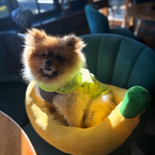 Carousel post from toast_flyford.