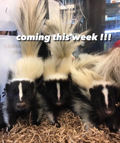 Photo post from njexoticpets.