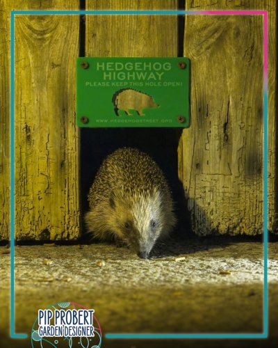 Photo post from pipprobertgardendesigner.