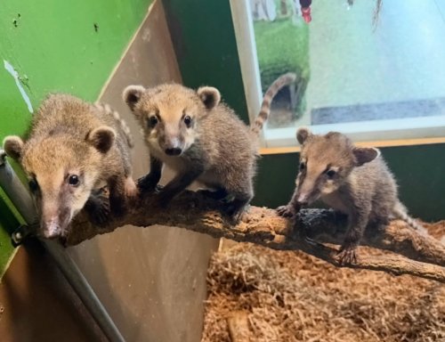 Photo post from njexoticpets.