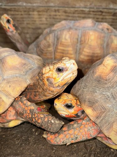 Photo post from carapacecritters.