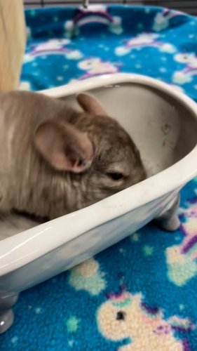 Video post from njexoticpets.