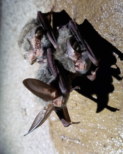 Photo post from cumberlandcaverns.