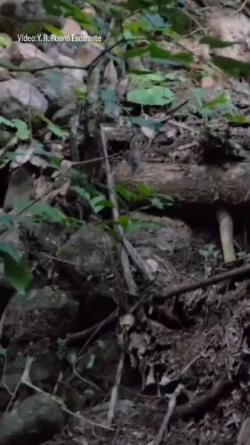 Video post from ecoydesoficial.