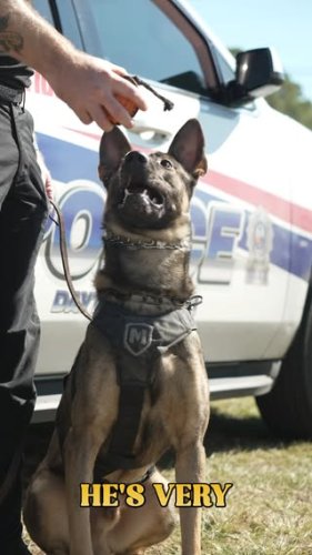 Video post from daytonabeachpolice.