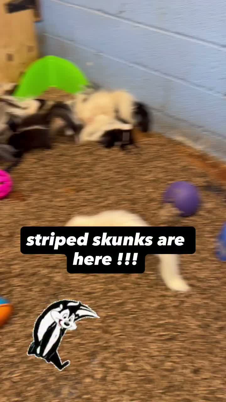 Video post from njexoticpets.