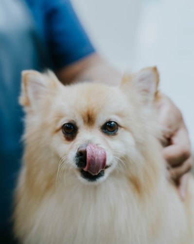 Photo post from medicalpettj.