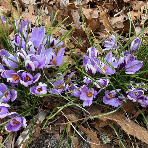 Photo post from wildharmony_gardens.